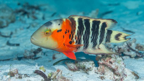 Two Spot Wrasse