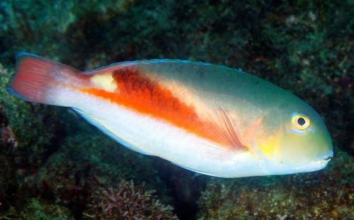Purple Eyebrowed Tuskfish