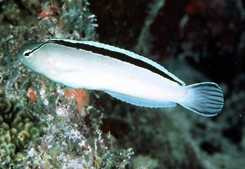 Disco Blenny