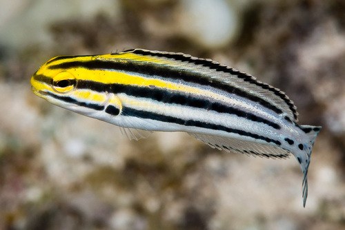 Striped Fang Blenny