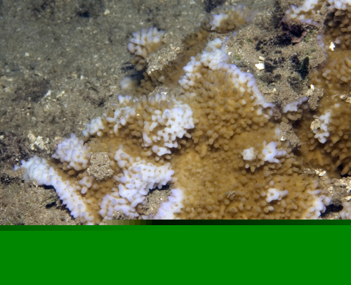 Purple polip Red Montipora Coral