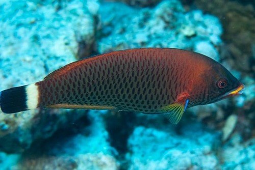 Chiseltooth Wrasse