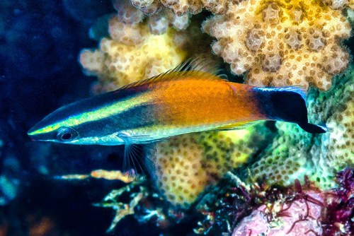 Golden Head Cleaner