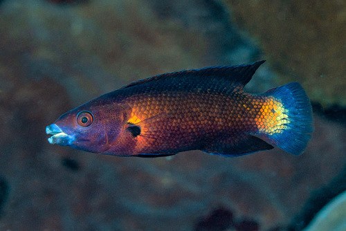 Tailblotch Tubelip - Male