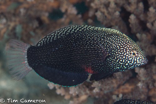 Negros Wrasse
