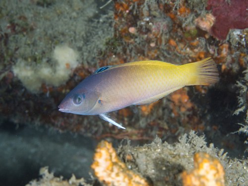 Twotone Wrasse