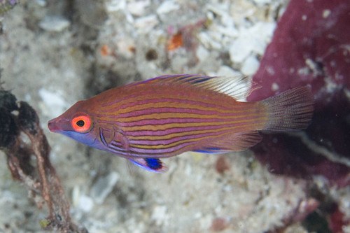 Pelvic-spot Wrasse