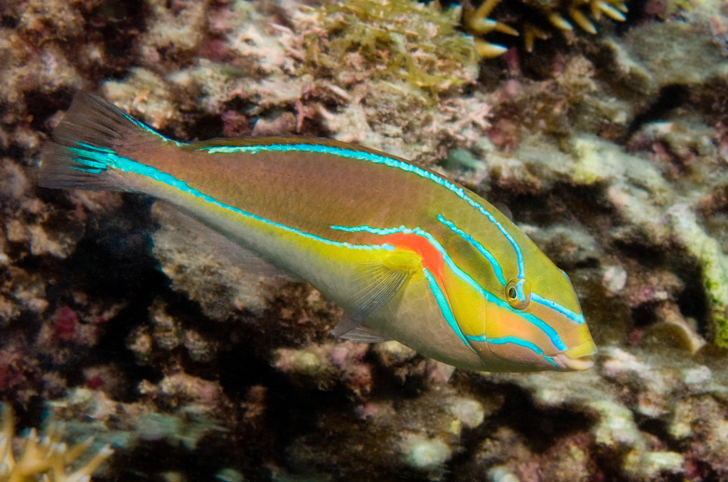 Orange-Band Wrasses