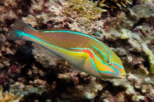 Orange-Axil Wrasse
