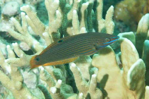 Kallochroma Wrasse
