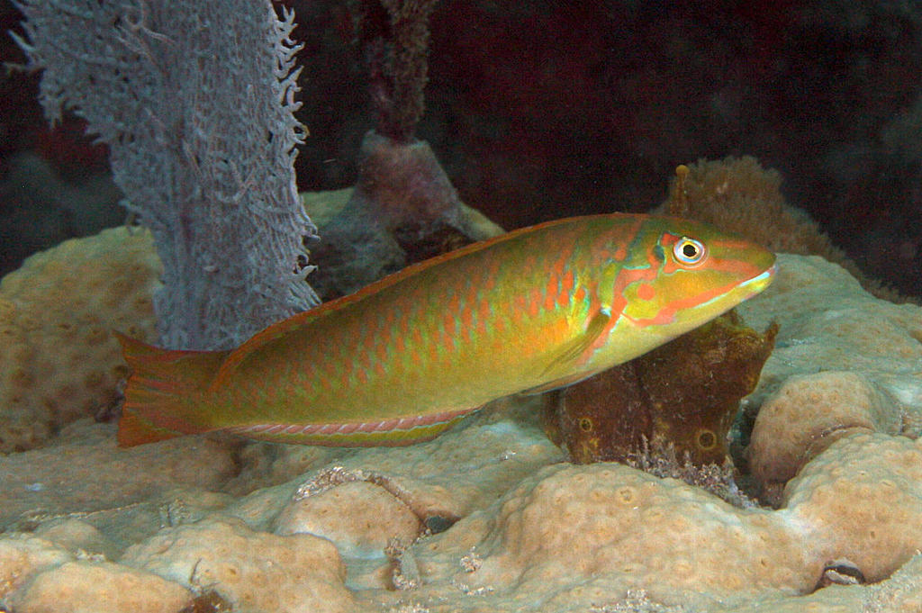 Dusky Tailed Wrasse