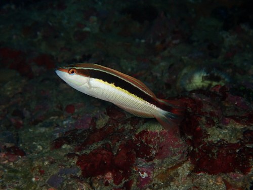 Picto Wrasse