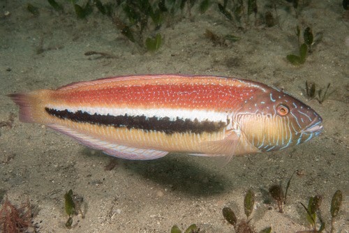Maori Wrassa