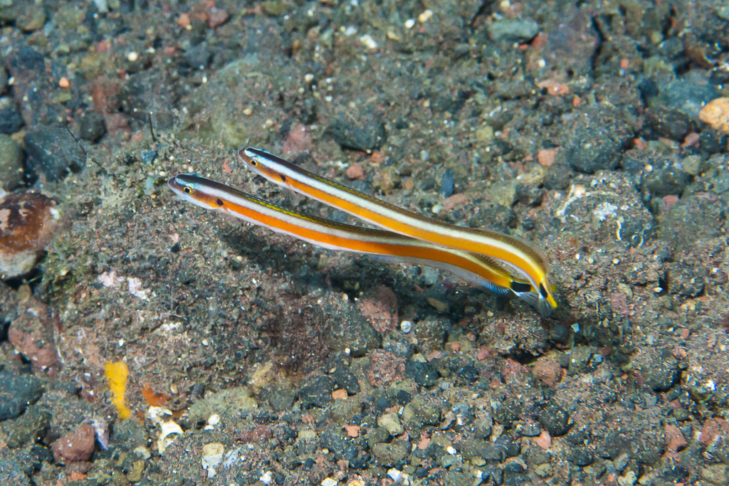 Yellow-Striped Worm Eel
