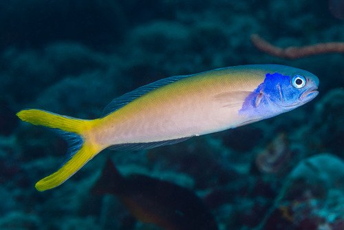 Blue Face Goby