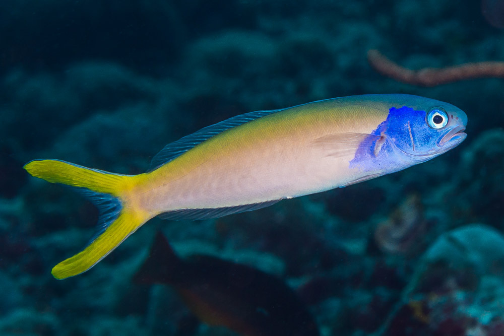 Golden Tilefish