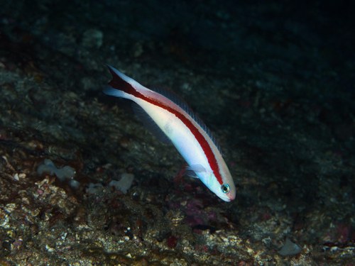 Redstripe Tilefish