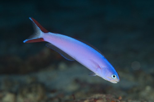 Purple Tilefish