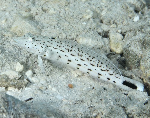Sharp-nosed Weever