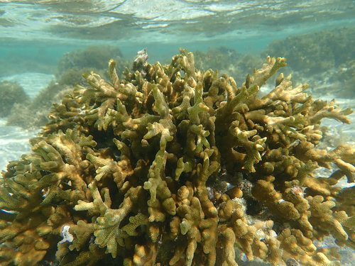 Orange Montipora Coral