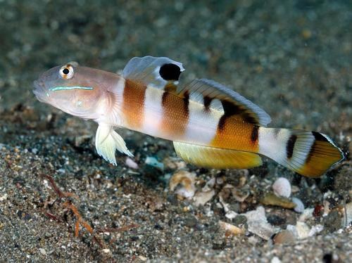 Tiger Sleeper Goby