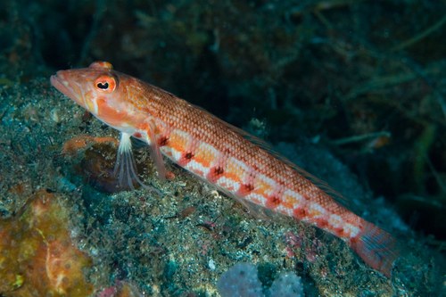 Red Banded Weeper