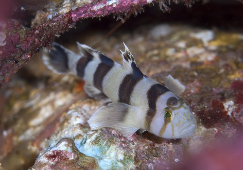White Tiger Goby