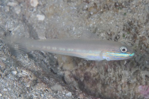 Greenband Goby