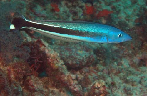 Blue Whiting