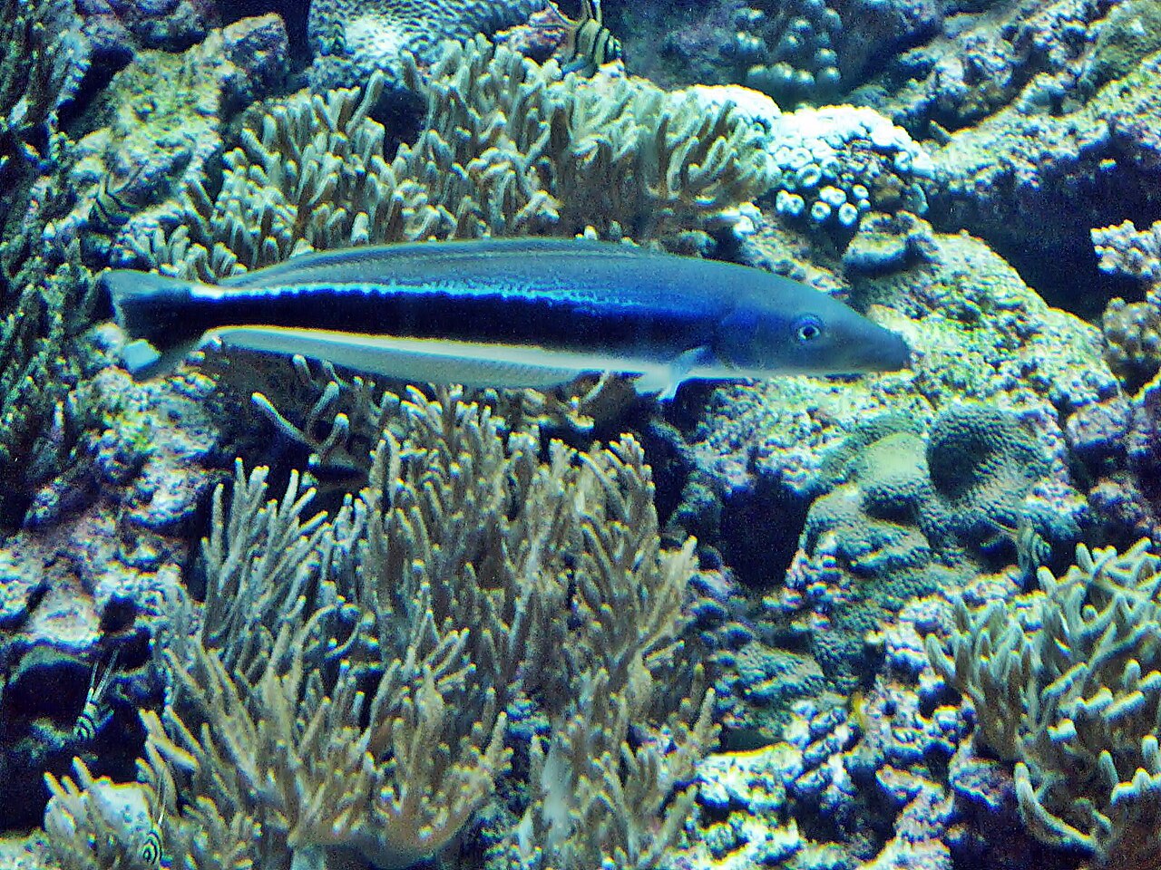 Blue Blanquillo