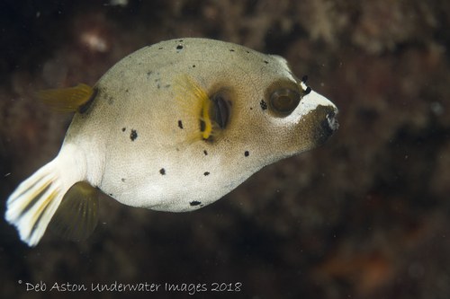 Black-Spotted Puffer (female)
