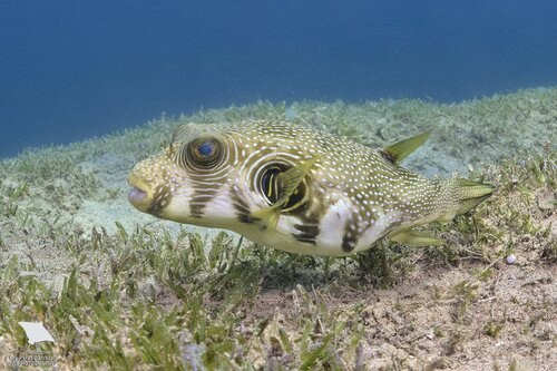 Reticulated Puffer