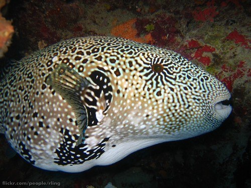Scribble Toadfish