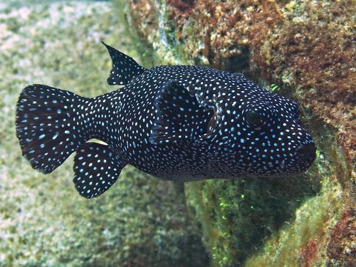 Guineafowl Puffer