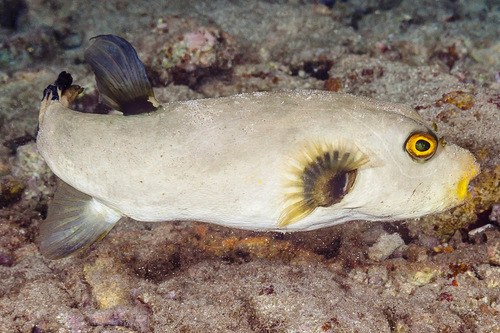 Immaculate Puffer
