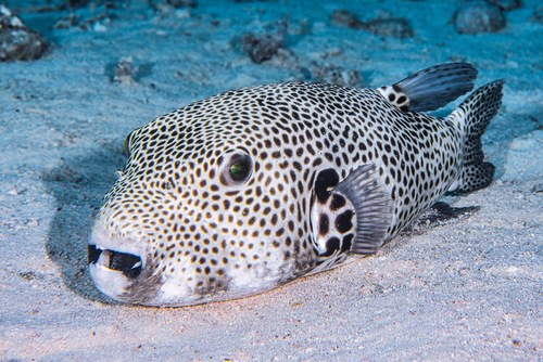 Stellate Puffer