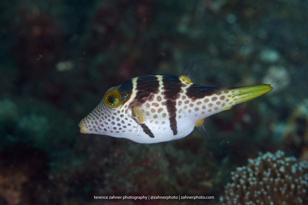 Red Pufferfish