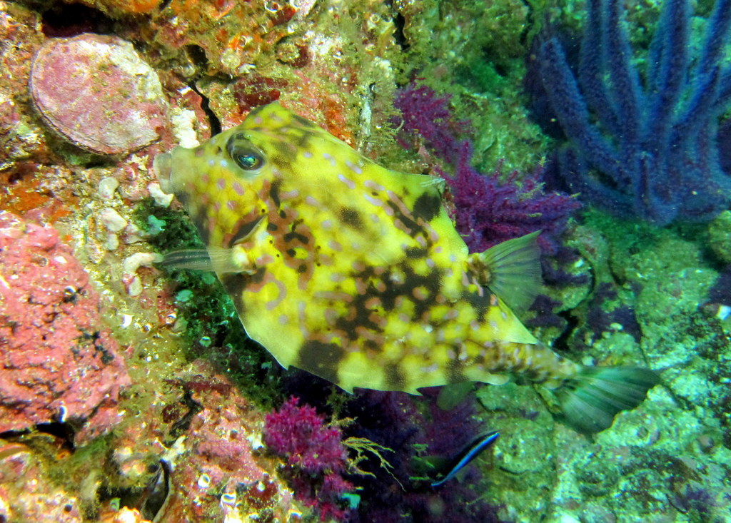 Thorny Cowfish
