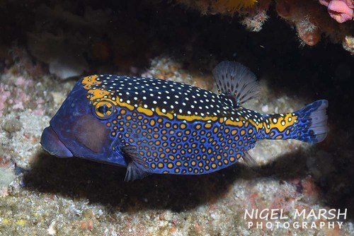 White-Spotted Boxfish