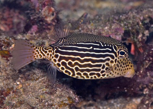 Scribbled Boxfish