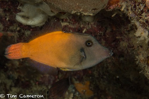 Red-Tailed Filefish