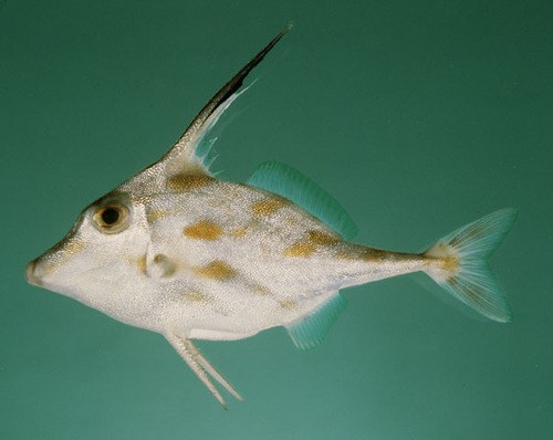 Curry Comb Tripodfish