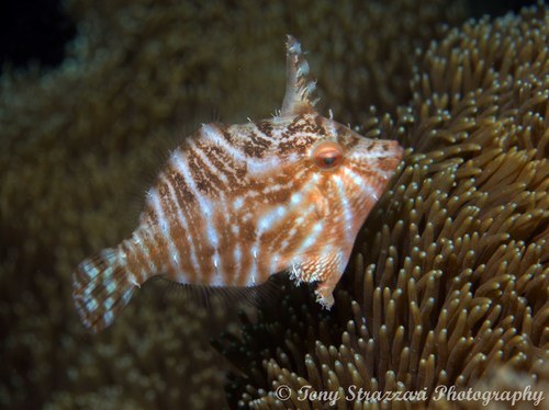Radial Tilefish