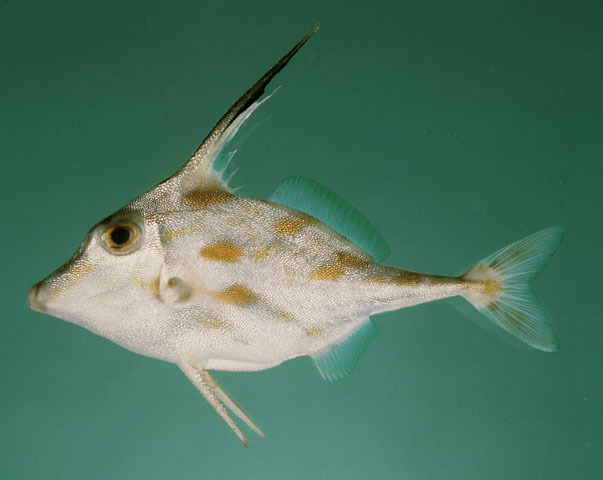 Strapweed Filefish