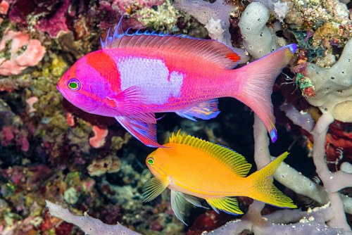 Purple-Blotch Basslet (male)