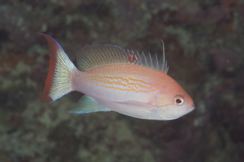 Yellow Fairy Basslet (Female)