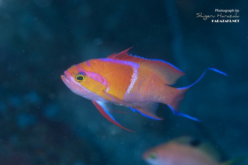 White Bar Anthias