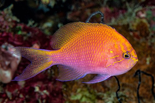 Fathead Sunburst Anthias