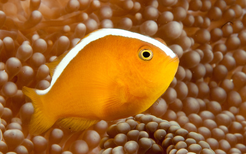 Orange Anemonefish (Captive Bred)
