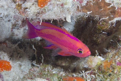 Randals Anthias (Male)